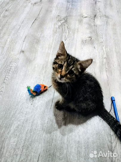 Котёнок Иннокентий в добрые руки