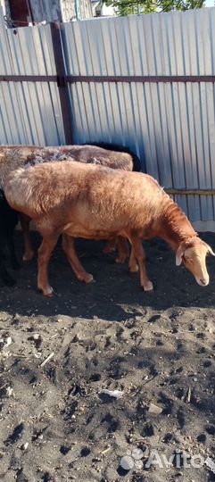 Овечка курдючная гисарской