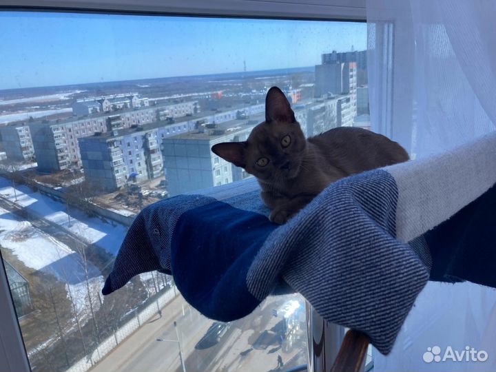 Бурманские котята