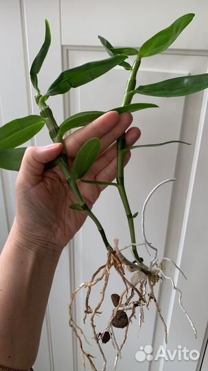 Дендробиум Нобиле