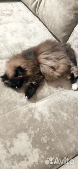 Кошка в дар бесплатно