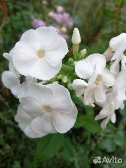 Продаю садовые растения