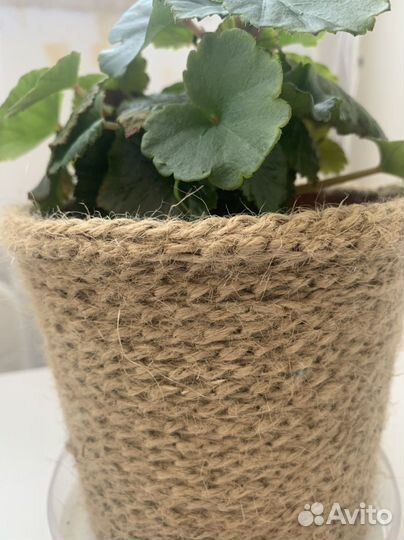 Бегония розовая в горшочке из джута