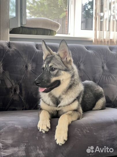 Роскошный щенок овчарки в дар