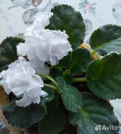 Фиалка сортовая