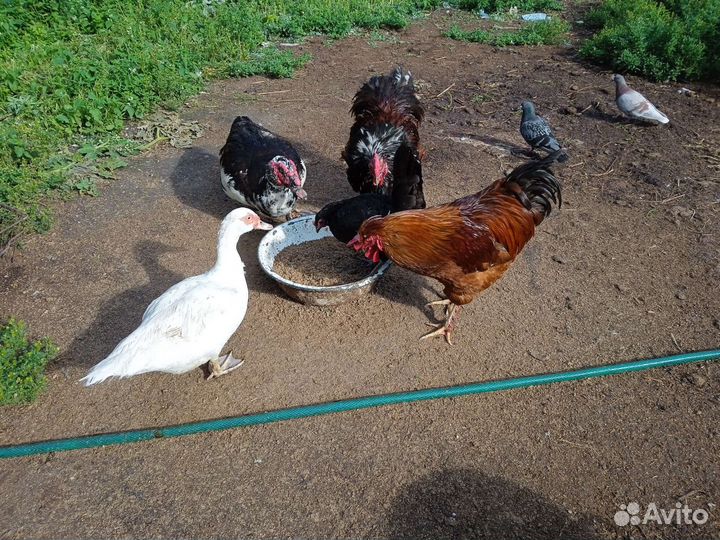 Куры, петухи, инк, яйца перепела