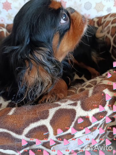 Девочка кч спаниель РКФ