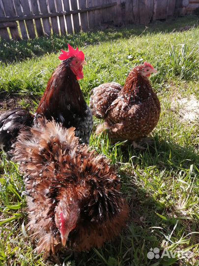 Кохинхин семья