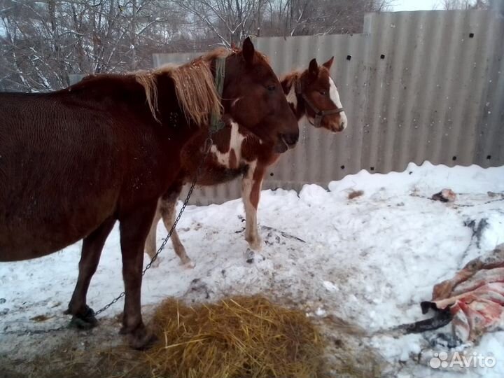 Продам жеребчика