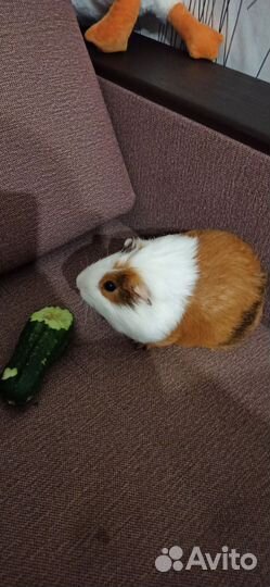 Морская свинка бесплатно