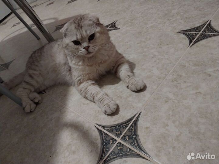 Шотландский кот