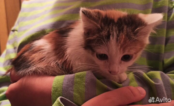 Кошка в дар бесплатно