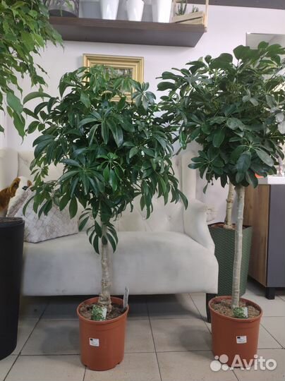 Шефлера штамб дерево 120-130 см