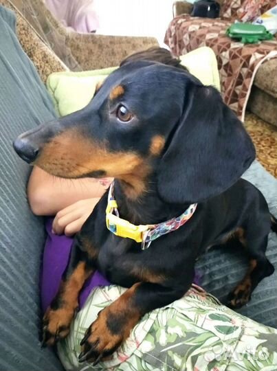 Такса вязка