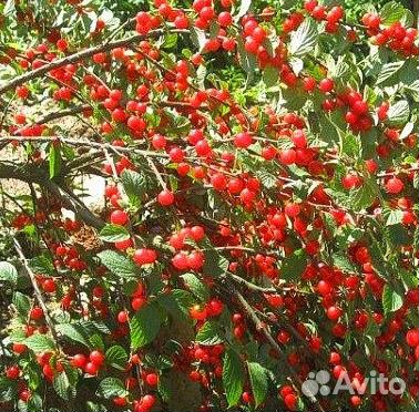 Вишня Малина Крыжовник Йошта Клубника Ежевика