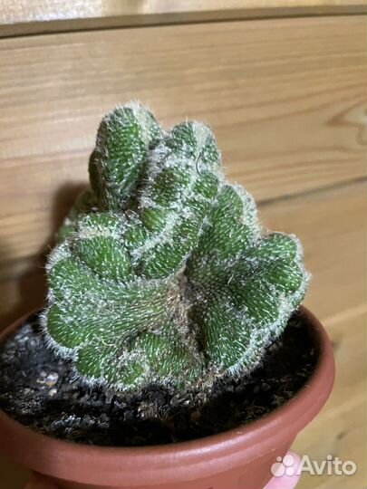 Суккуленты