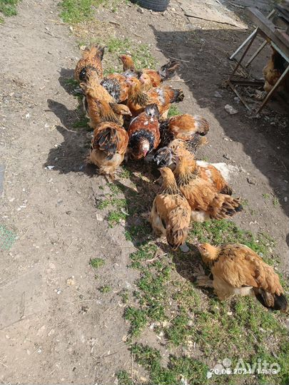 Брама палевая цыплята