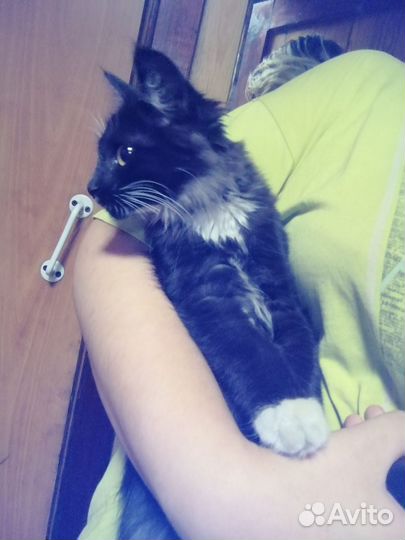 Котенок в очень добрые руки