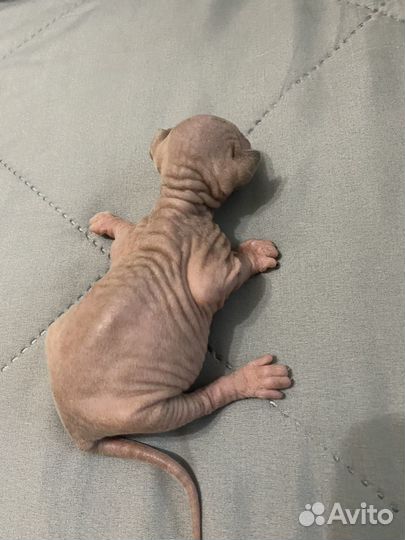 Канадский сфинкс