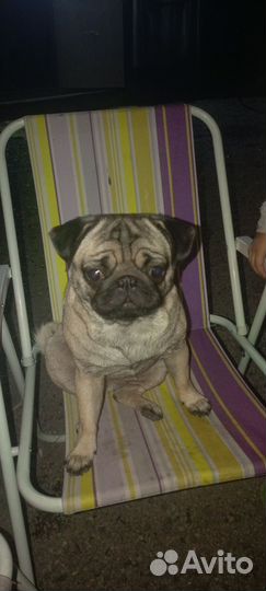 Вязка мопс, ищем жениха