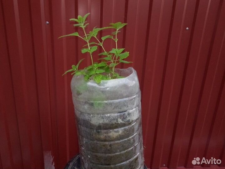 Саженцы мяты, мелиссы