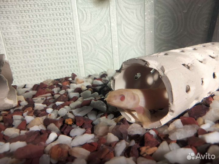 Полиптерус