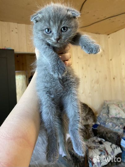 Шотландские вислоухие котята