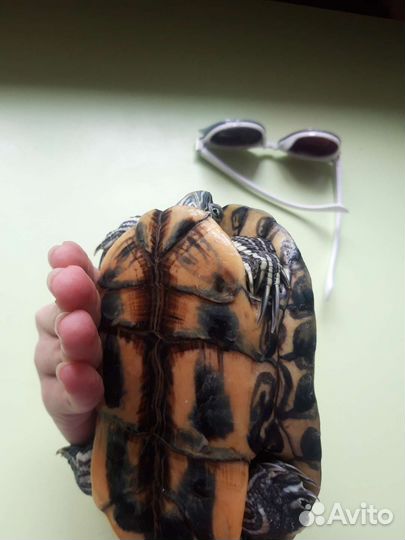 Красноухая черепаха бесплатно