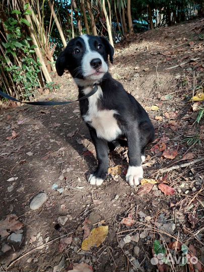 Щенок Девочка в добрые руки