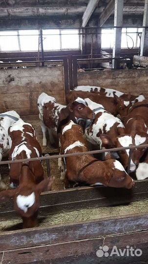 Телята. (бычки)