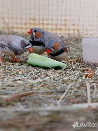 Амадины зебровые