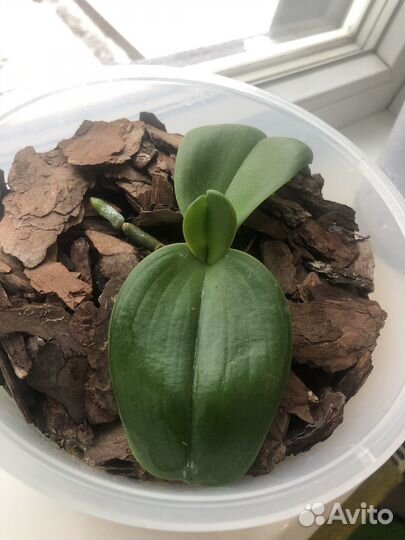 Орхидея фаленопсис