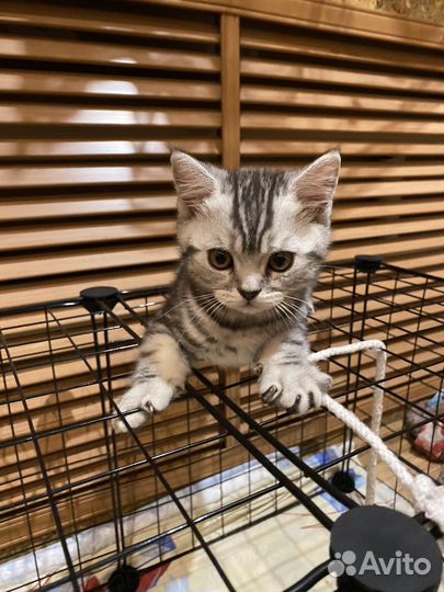 Шотландский котик