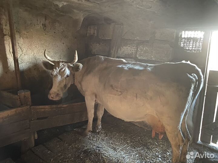 Телята бычки коровы