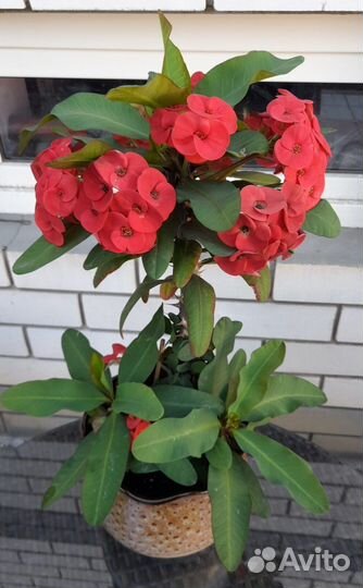 Молочай многоцветковый