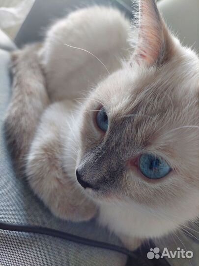 Вязка (ищем кота)