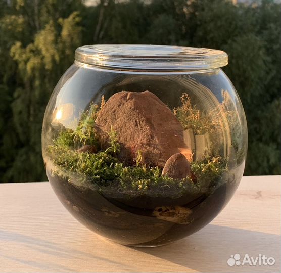 Флорариум-моссариум 