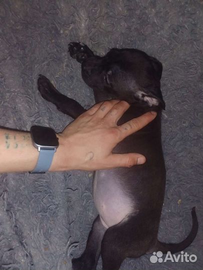 Щенки питбуля