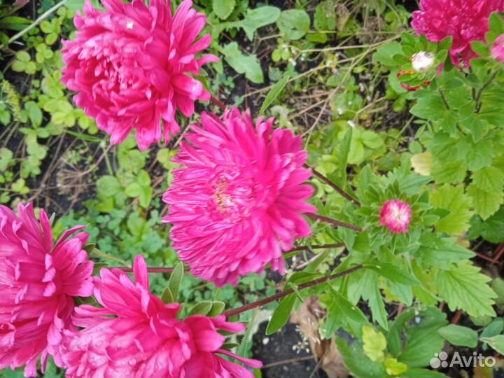 Астры для букета