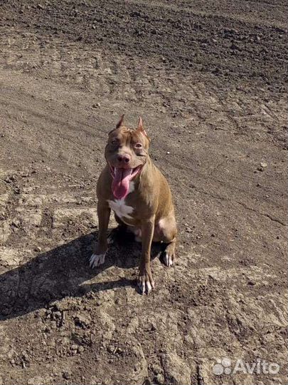 Питбуль вязка