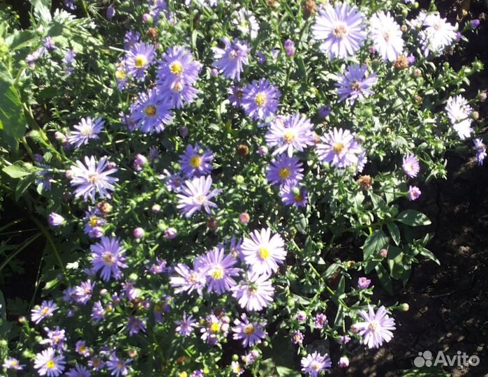 Астра кустовая