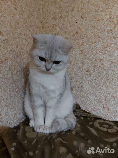 Кошка