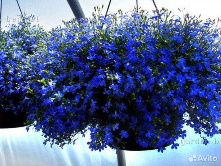 Лобелия голубая