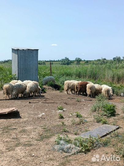 Волгоградские бараны
