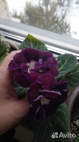 Глоксинии махровые;фиалка зелëная