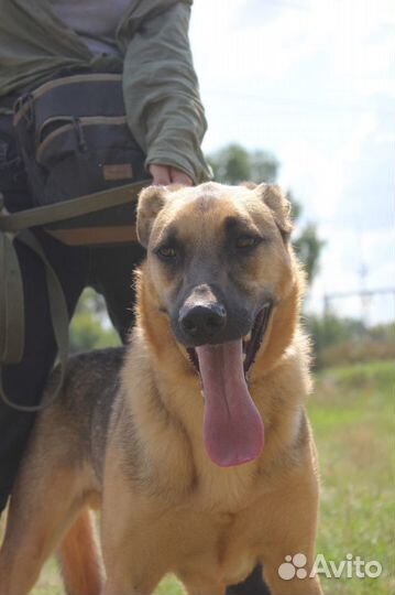 Спасите собаку из приюта