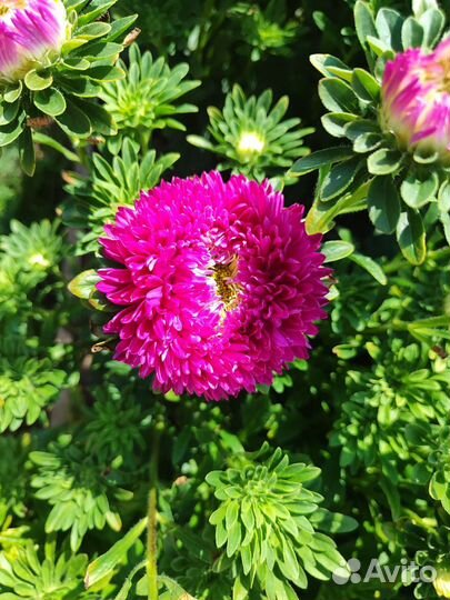 Астры срезка