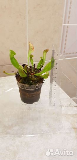 Саррацения (хищные растения )