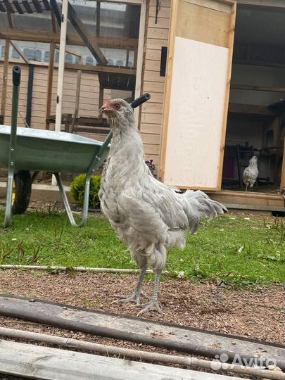 Молодой петушок, амераукана лаванда
