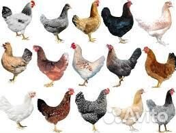 Куры молодки